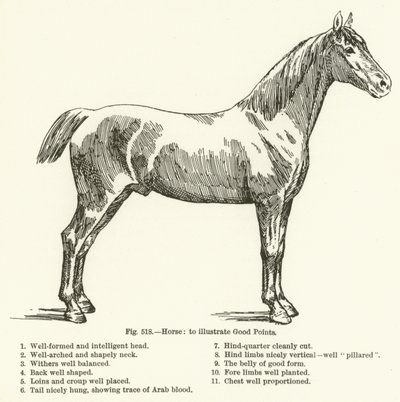 Horse, to illustrate Good Points by English School