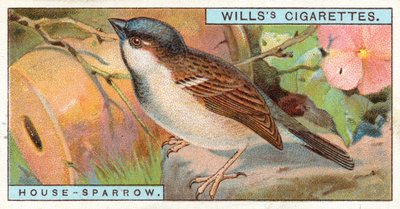 House Sparrow by English School