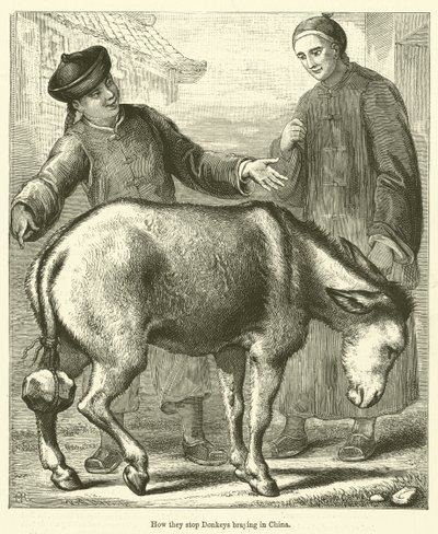How They Stop Donkeys Braying in China by English School