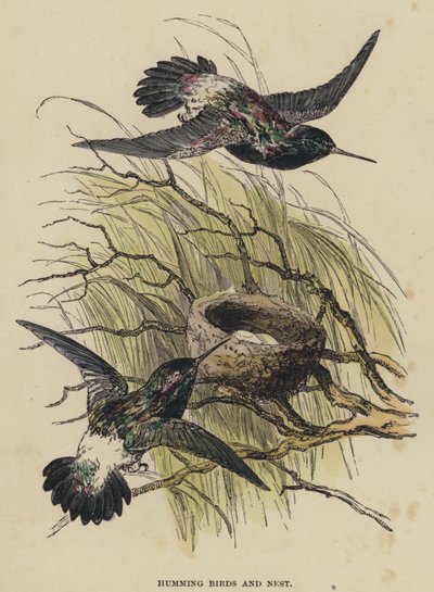 Humming Birds and Nest by English School
