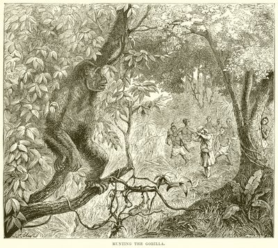Hunting the Gorilla by English School