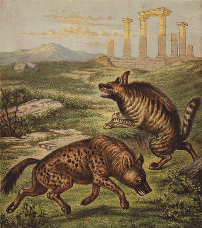 Hyena by English School