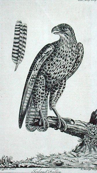 Iceland Falcon, from 