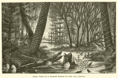 Ideal View of a Marshy Forest of the Coal Period by English School