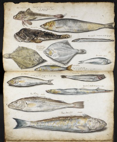 Illustrations relating to De Historia Piscium, by John Ray, c.1686 by English School