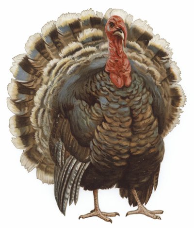 Image of a Turkey by English School