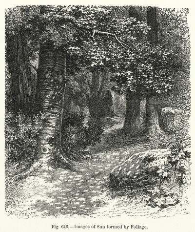 Images of Sun formed by Foliage by English School
