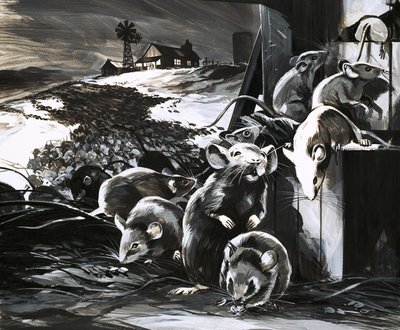 In 1969, Parts of Australia Were Plagued with Mice by English School