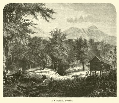 In a Borneo Forest by English School