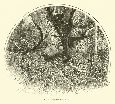 In a Jamaica Forest by English School