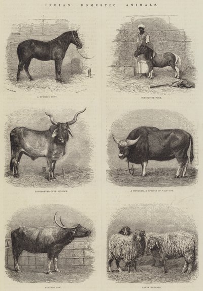 Indian Domestic Animals by English School
