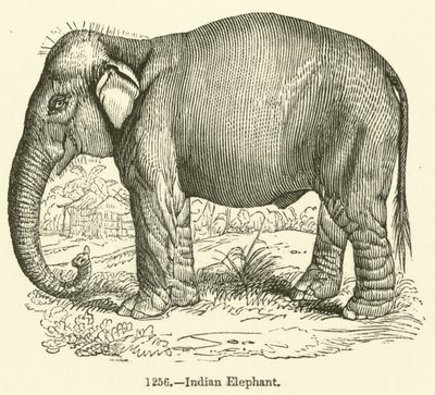 Indian Elephant by English School