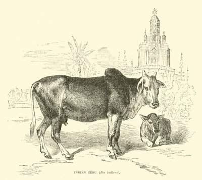 Indian Zebu by English School