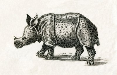 Indian Rhinoceros, or Greater One-Horned Rhinoceros, Rhinoceros Unicornis, from an 18th Century Print by English School