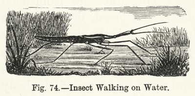 Insect Walking on Water by English School