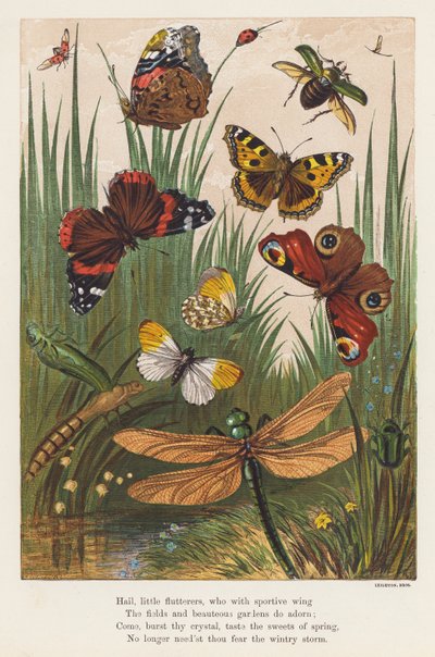 Insects by English School