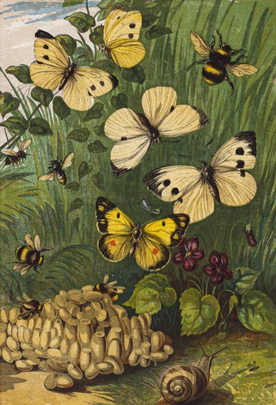 Insects by English School