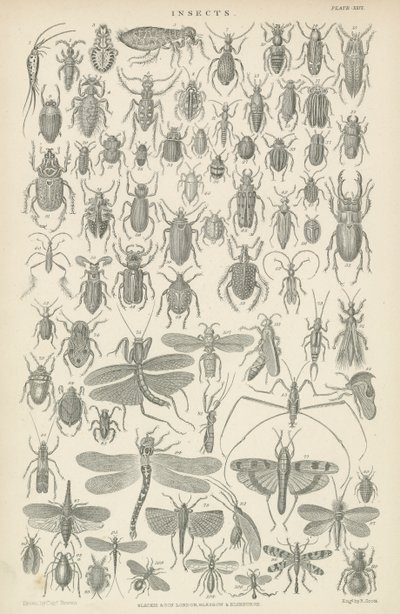 Insects by English School