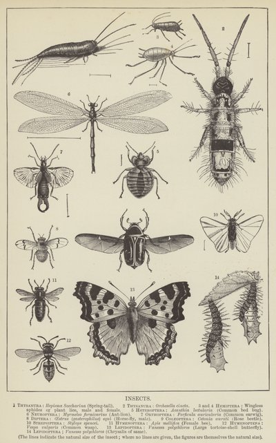Insects by English School