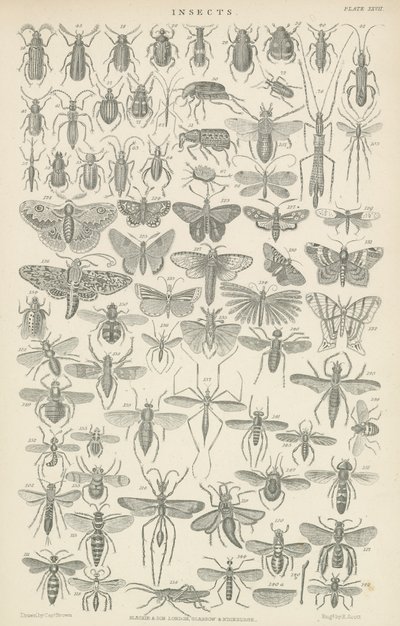 Insects by English School