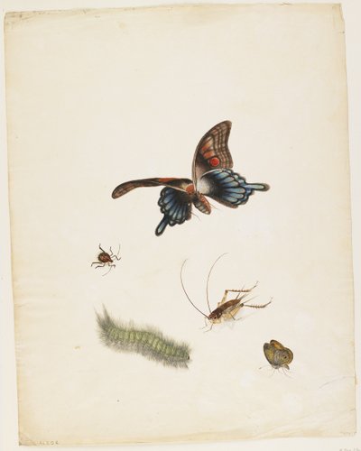 Insects, c.1805 by English School