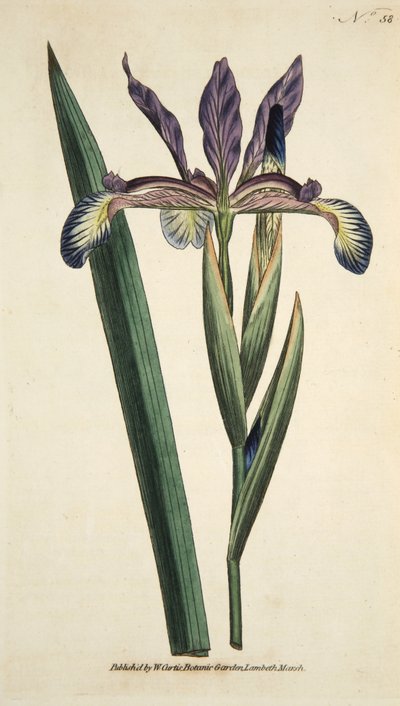 Iris Spuria (Spurios Iris), from The Botanical Magazine or Flower Garden Displayed, pub. 1790 by English School