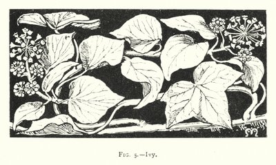 Ivy by English School