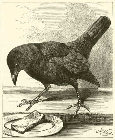 Jackdaw by English School