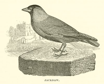 Jackdaw by English School