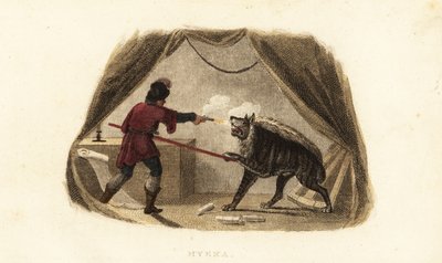 James Bruce killing a hyena with pistol and pike in his tent in Maitsha, Abyssinia by English School
