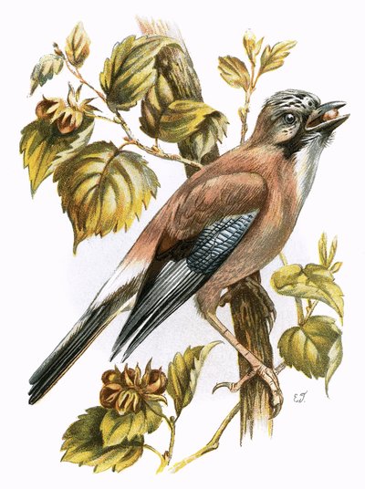 Jay by English School