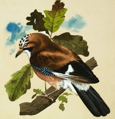 Jay by English School