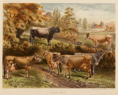 Jersey Cattle by English School
