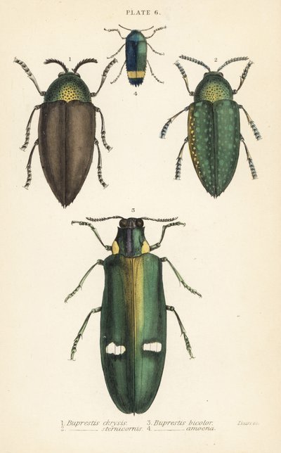 Jewel beetles by English School