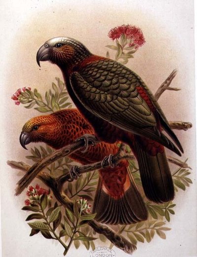Kaka Parrot and Variety Kaka-Kura from 