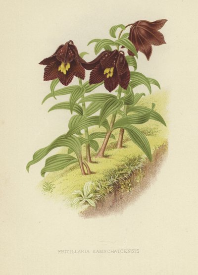 Kamchatka fritillary or Kamchatka lily by English School
