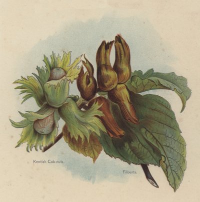Kentish Cob-nuts, Filberts by English School
