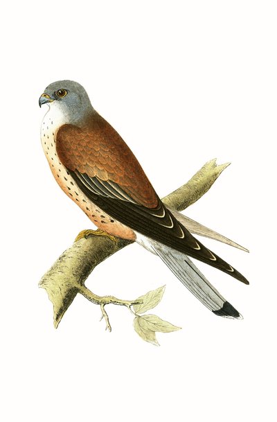 Kestrel, illustration from 