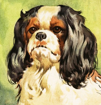 King Charles Spaniel by English School