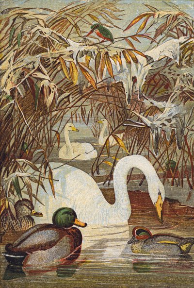 Kingfisher, ducks and swans by English School