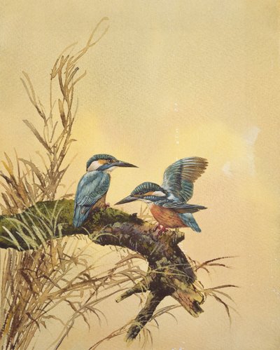 Kingfishers, c.1890 by English School