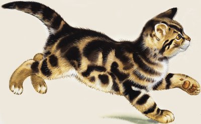 Kitten by English School