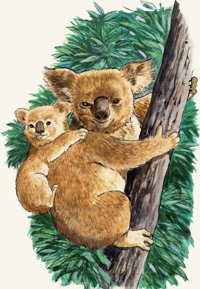 Koala Bear and Baby by English School