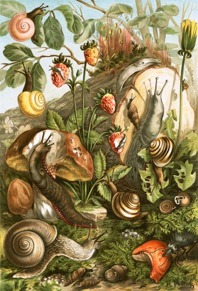 Land Molluscs by English School