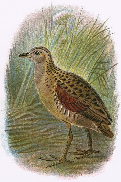 Land Rail by English School