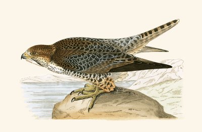 Lanner Falcon, illustration from 