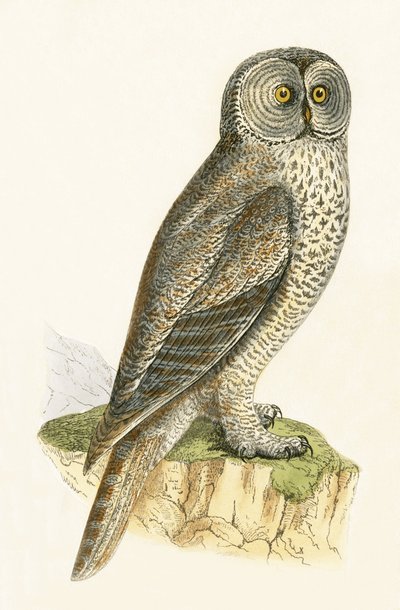 Lap Owl, Illustration from 