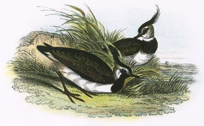 Lapwing by English School