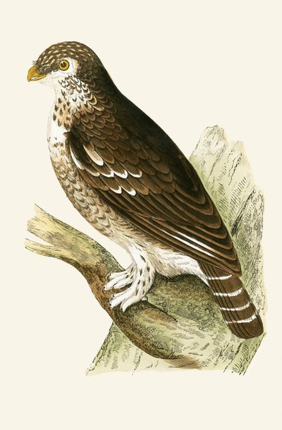 Least European Sparrow Owl, illustration from 