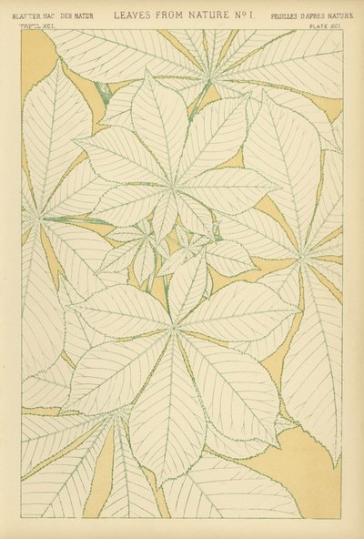 Leaves from Nature by English School